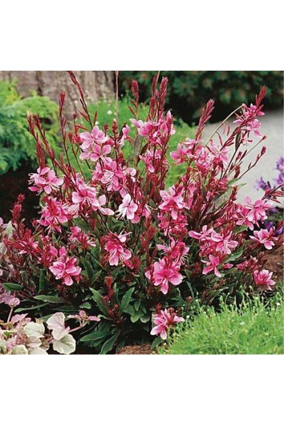 Квітучий кущ гаури на клумбі